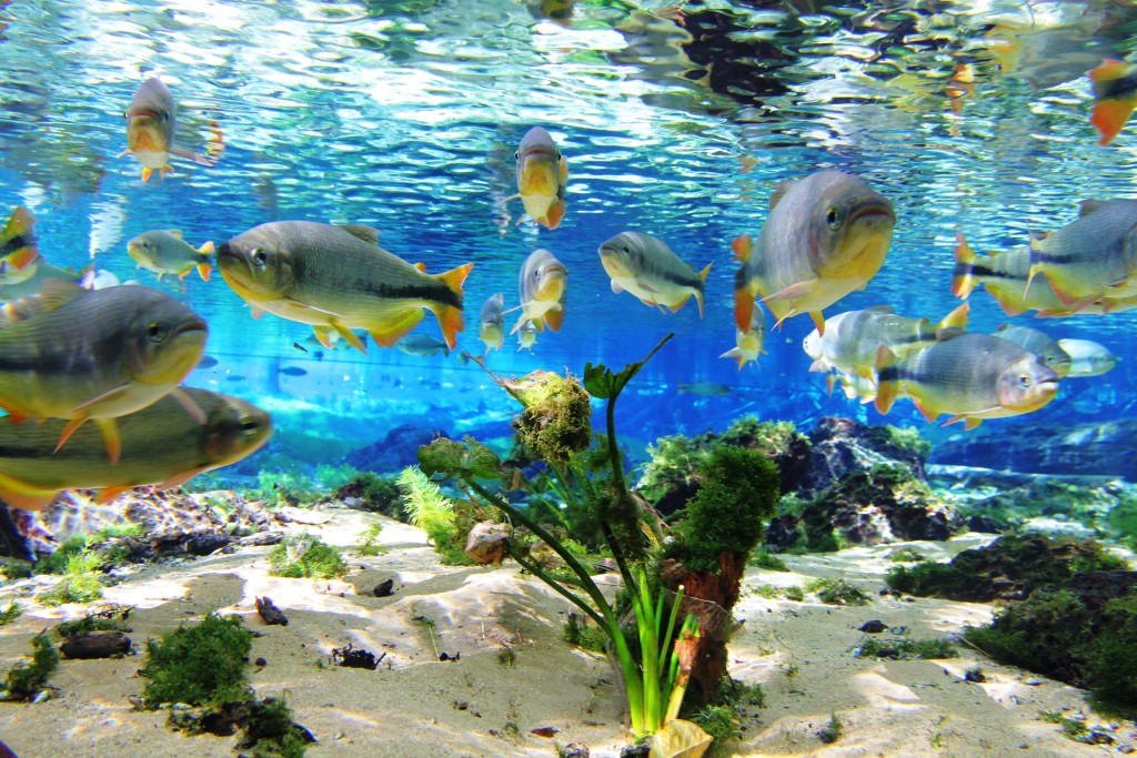 bonito-ms-aquario-natural-flutuacao06-1